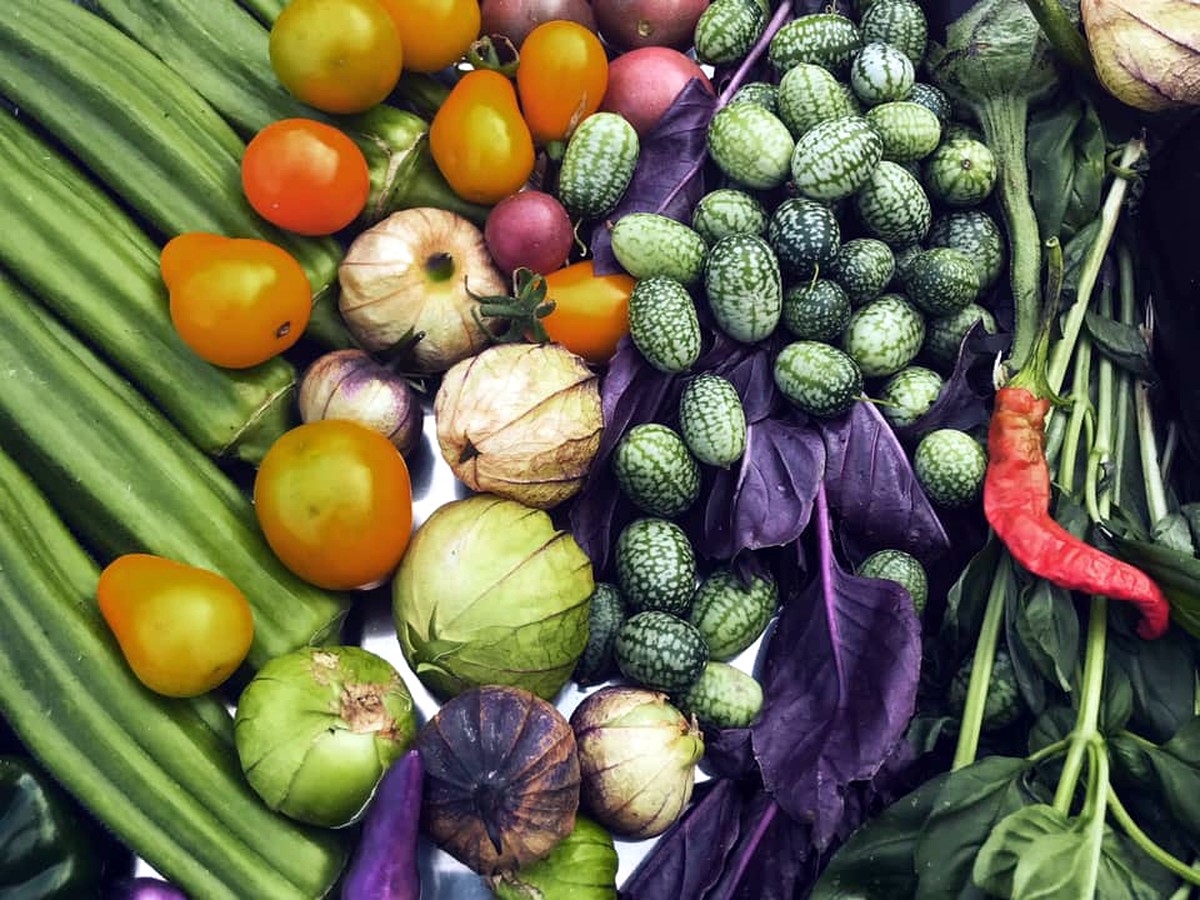 Я выращиваю огурец кивано, вкус которого напоминает дыню, — Ян Островский Я выращиваю огурец кивано, вкус которого напоминает дыню, — Ян Островский