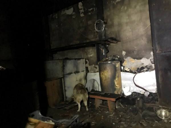 Пожар в приюте для животных в Одессе: собак и кошек бросился спасать случайный прохожий (фото, видео)