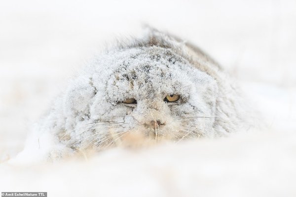 Переможцем конкурсу фотографій дикої природи стала оптична ілюзія з орангутангом