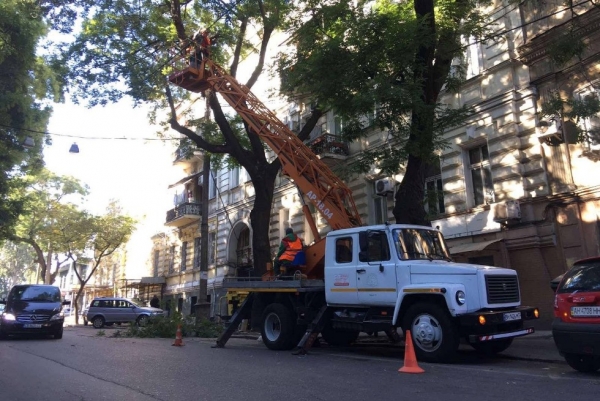 Одесских водителей предупредили об обрезке деревьев на Лейтенанта Шмидта 