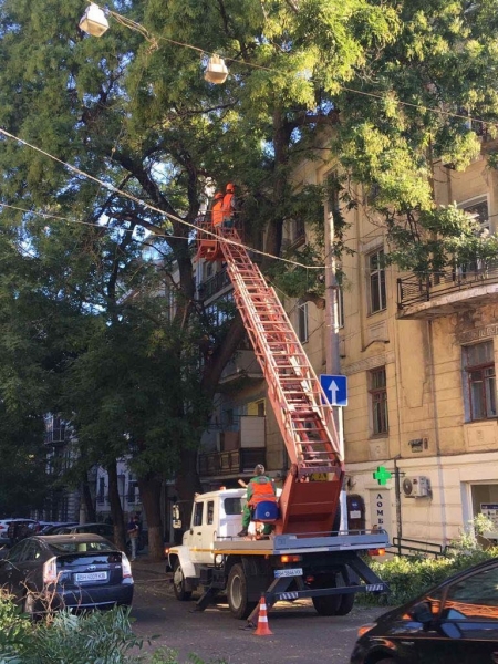 Одесских водителей предупредили об обрезке деревьев на Лейтенанта Шмидта 
