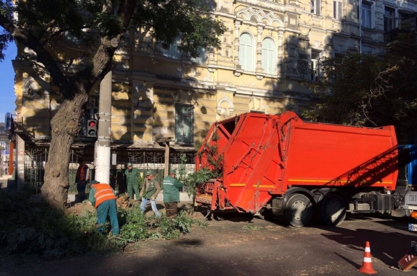 Одесских водителей предупредили об обрезке деревьев на Лейтенанта Шмидта 