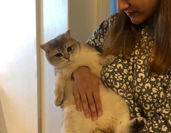 Оптична ілюзія з котом, у якого «дірка в грудях», спантеличила користувачів мережі