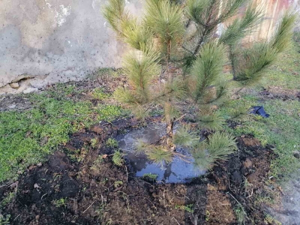 Одессу засаживают соснами 
