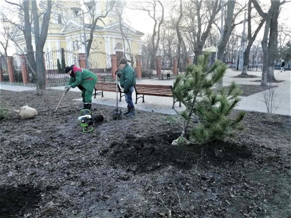 Одессу засаживают соснами 