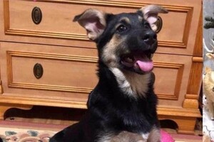 В Одессе снова пройдет благотворительный "ЭкоРейс" для помощи животным
