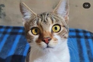 В Одессе снова пройдет благотворительный "ЭкоРейс" для помощи животным