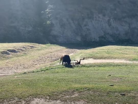 Бики атакували спортсменів під час велогонки: момент потрапив на&nbsp;відео