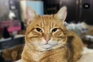 В Одессе снова пройдет благотворительный "ЭкоРейс" для помощи животным