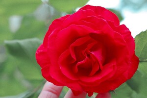 В Одессе цветут розы: смотри, как это красиво