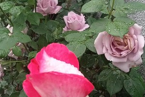 В Одессе цветут розы: смотри, как это красиво