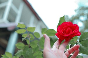 В Одессе цветут розы: смотри, как это красиво