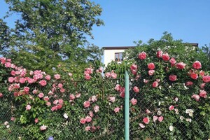 В Одессе цветут розы: смотри, как это красиво