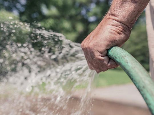 Яблуня любить воду більше, ніж груша, а черешня — більше, ніж вишня: коли і як правильно поливати дерева в саду