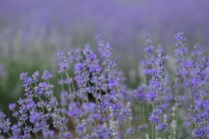 Места для фотосессий: где в Одессе и области цветет лаванда