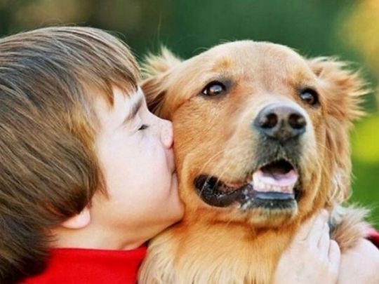 500+ злотих за&nbsp;собаку чи&nbsp;кота: хто з&nbsp;українців може отримати грант