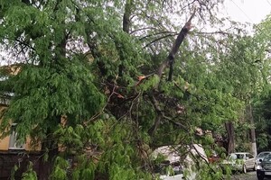 Из-за непогоды в Одессе упали пять деревьев: одна из них чуть не задела автомобилиста на дороге