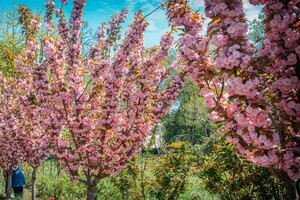 В Одесском ботсаду и парке Победы цветут сакуры: как это красиво