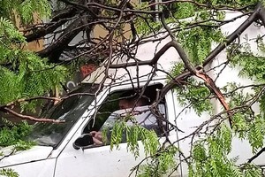 Из-за непогоды в Одессе упали пять деревьев: одна из них чуть не задела автомобилиста на дороге