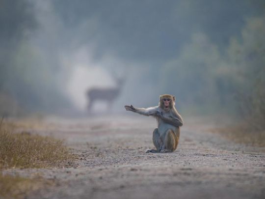 Сміх та посмішки гарантовані: опубліковані фіналісти жартівливого фотоконкурсу тварин (фото)