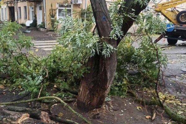 Более 50 упавших деревьев: к каким последствиям привела непогода в Одессе