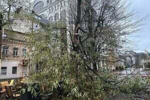 Более 50 упавших деревьев: к каким последствиям привела непогода в Одессе