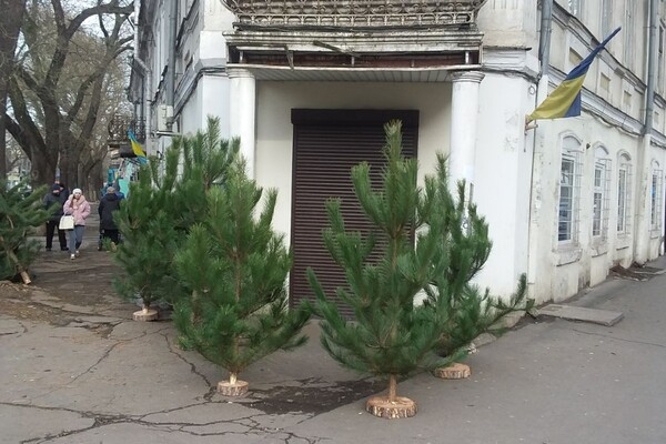 Где и почем сейчас елка в Одессе: актуальные цены и локации
