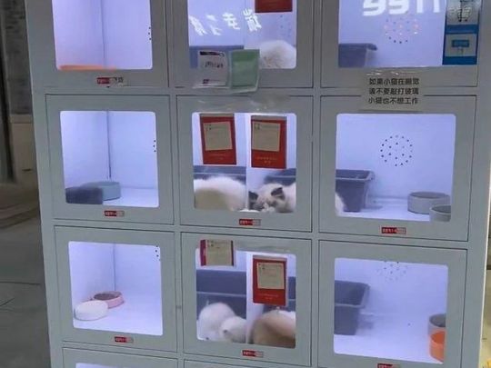 Автомати з продажу домашніх тварин викликали хвилю обурення в Китаї