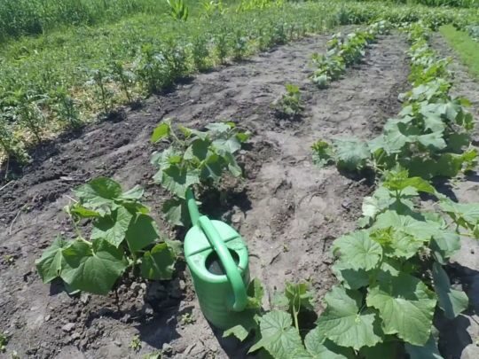 Від такого підживлення огірки швидко підуть у&nbsp;ріст: дієві поради від авторів каналу &laquo;Дім та&nbsp;присадибна ділянка&raquo;