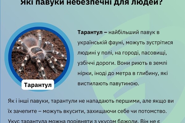 Какие пауки опасны для людей в Одесской области