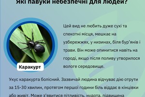 Какие пауки опасны для людей в Одесской области