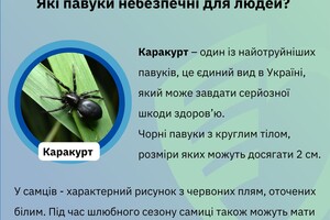 Какие пауки опасны для людей в Одесской области