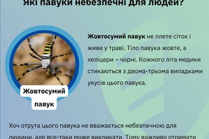 Какие пауки опасны для людей в Одесской области