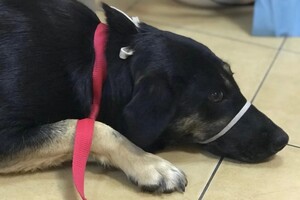 В Одесской области мужчина выстрелил в беспризорную собаку: что с животным