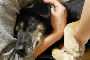 В Одесской области мужчина выстрелил в беспризорную собаку: что с животным