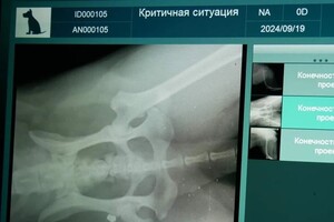 В Одесской области мужчина выстрелил в беспризорную собаку: что с животным