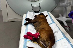 Положили в пасть петарду: в Одессе неизвестные покалечили собаку