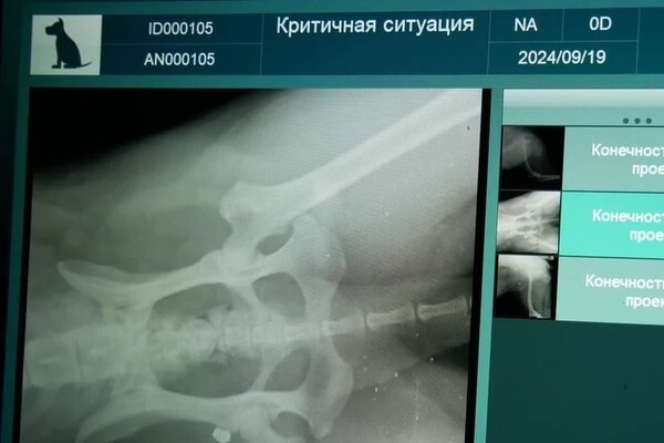В Одесской области мужчина выстрелил в беспризорную собаку: что с животным