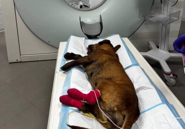 Положили в пасть петарду: в Одессе неизвестные покалечили собаку