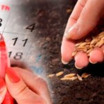 Посевной календарь на май 2025 года: когда садить овощи, зелень, деревья и цветы.