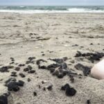 В Одессе продолжают очищать побережье после загрязнения масляными веществами