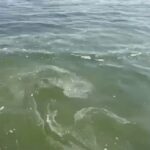 В Одессе в море возле Ланжерона и Отрады обнаружили пятна с запахом масла: что это такое