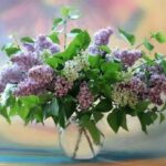 Як зберегти бузок свіжим у вазі до тижня: що додати у воду