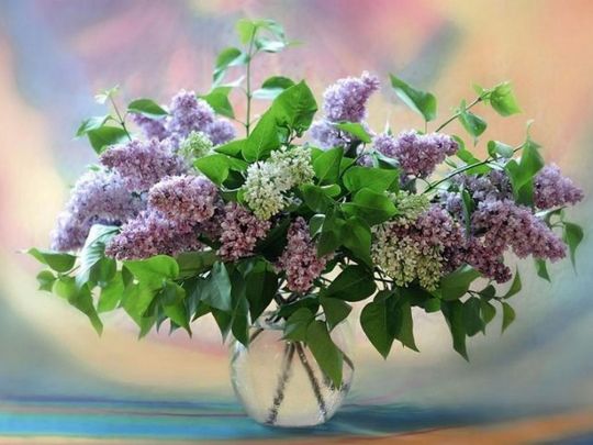 Як&nbsp;зберегти бузок свіжим у&nbsp;вазі до&nbsp;тижня: що&nbsp;додати у&nbsp;воду