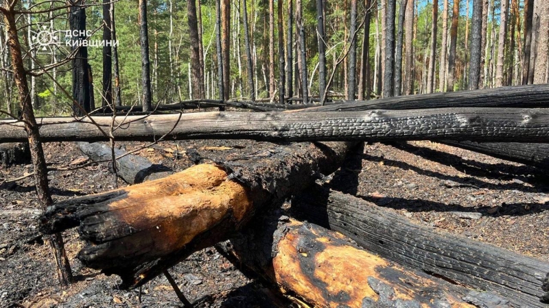 Масштабна пожежа у&nbsp;Чорнобилі: інспекція повідомила про рівень радіації (фото)
